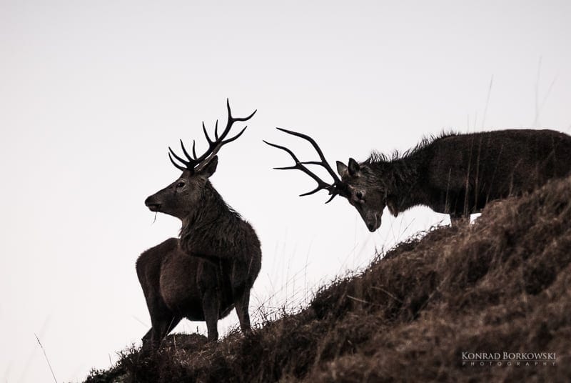 Two Rutting Stags