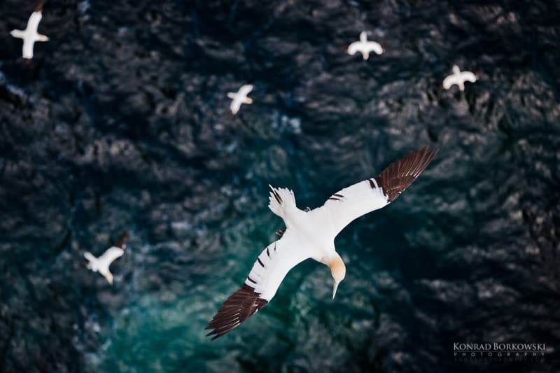 Gannets, Isle of Noss