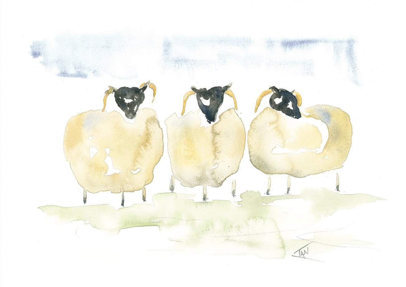 Three Sheep Print