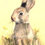Golden rabbit